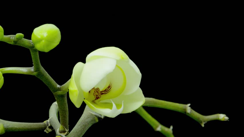 phalaenopsis orchid timelapse. Beautiful orchidaceae bloom