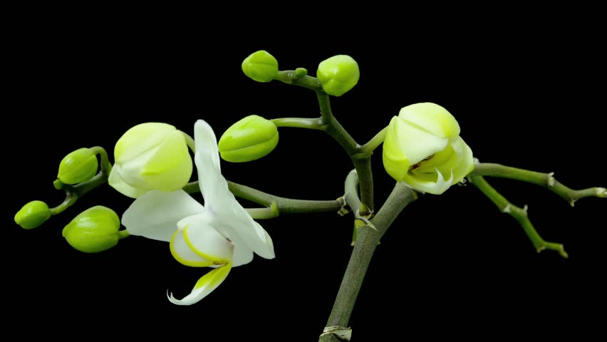 Time lapse phalaenopsis orchid