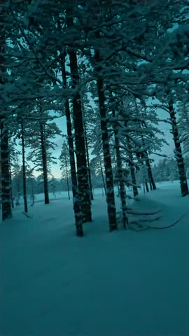sledge tour with horses through a snowy forrest in Dalarna Sweden shortly after sunset