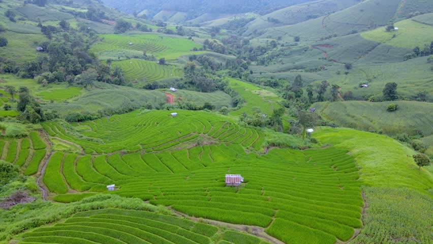Explore the breathtaking rice fields of Chiang Mai Thailand, where vibrant green terraces stretch across the hills. Experience the beauty of this agricultural paradise, thriving under the sun.