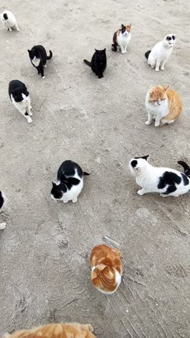 A group of stray cats sitting on sandy ground. Their curious expressions and diverse fur patterns add charm to this candid shot of these animals enjoying a calm moment together outdoors