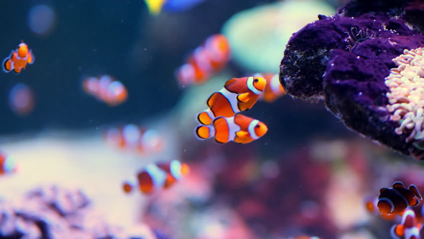Colorful clownfish swim gracefully amongst vibrant sea anemones, creating a lively and beautiful underwater scene full of marine wonder and harmony.