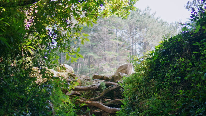 Gorgeous girl going jungles alley with lush greenery back view. Elegant smiling woman walking at pathway beautiful green garden. Carefree lady strolling well-kept park wearing white dress at morning 