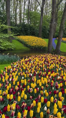 Colorful growing red, pink, red, violet tulips flowerbed in spring formal garden