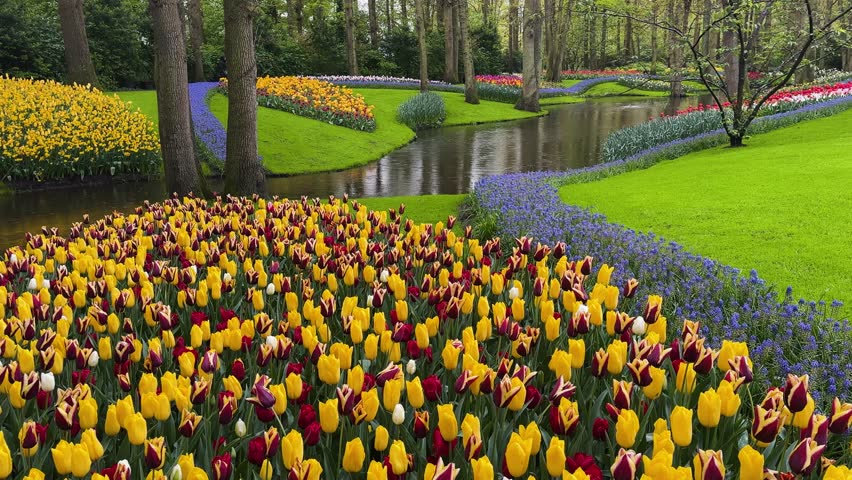 Colorful growing red, pink, red, violet tulips flowerbed in spring formal garden