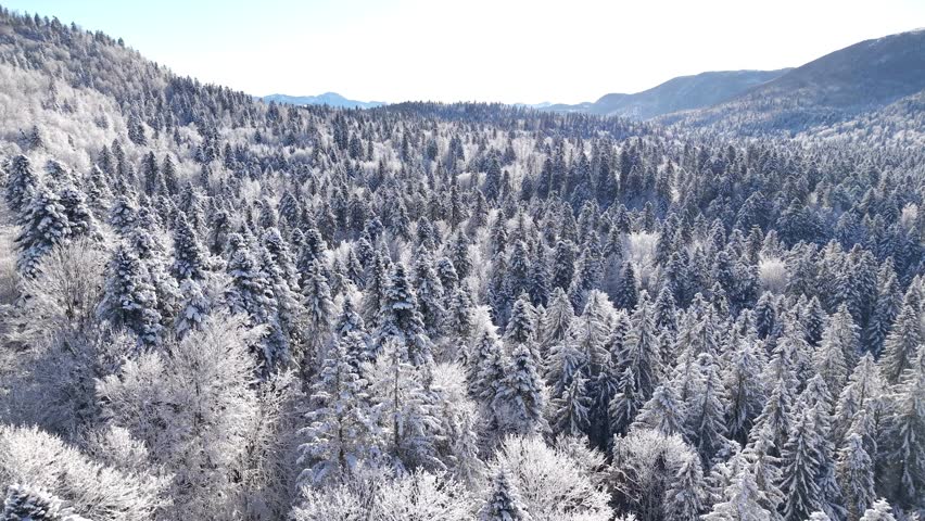 snow covered mountain forests in winter. Cinematic aerial view