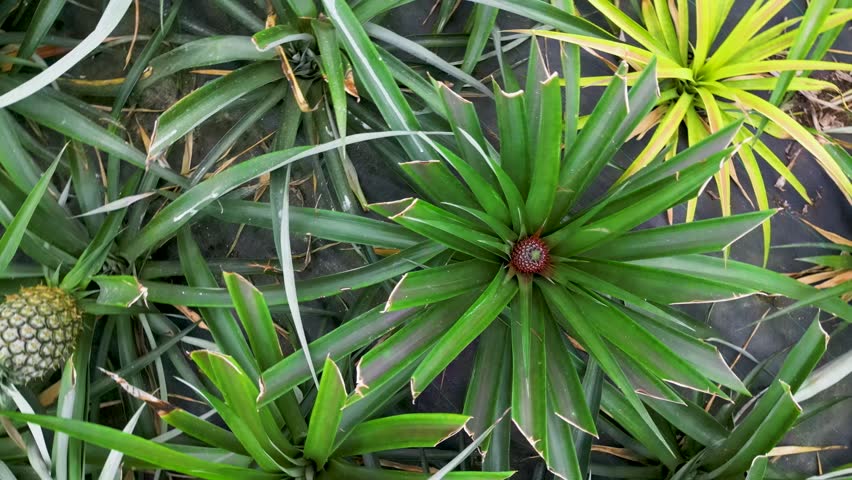 View of pineapple plants. Lush green leaves. Tropical paradise. Ideal for nature, agriculture, and food, and drink visuals.