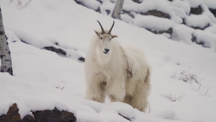 Mountain Goat In Icy Slopes Of Whitehorse, Yukon, Canada - Close Up