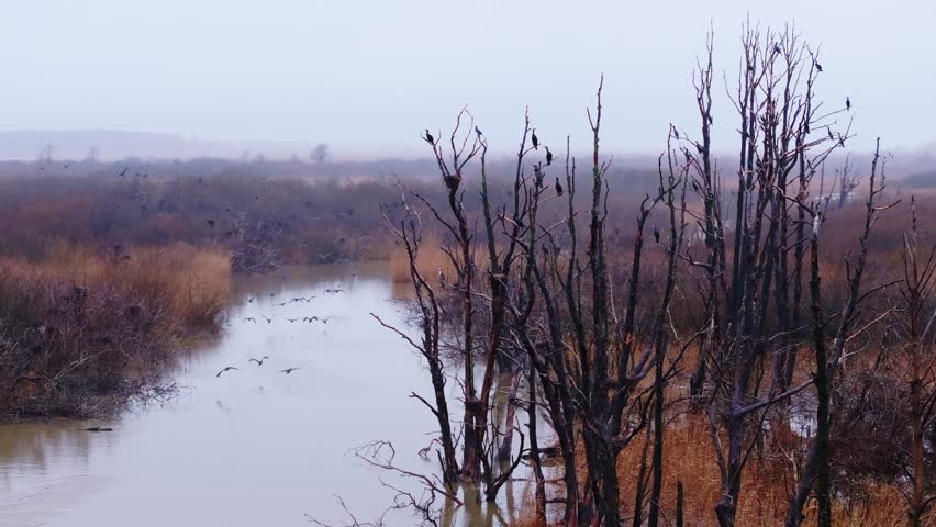 Static drone view of cormorants, dry trees, misty river on calm spring morning