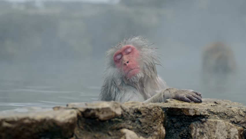 A close-up of a Japanese snow monkey (macaque) peacefully soaking in the warm waters of an onsen at Jigokudani Monkey Park, Japan.