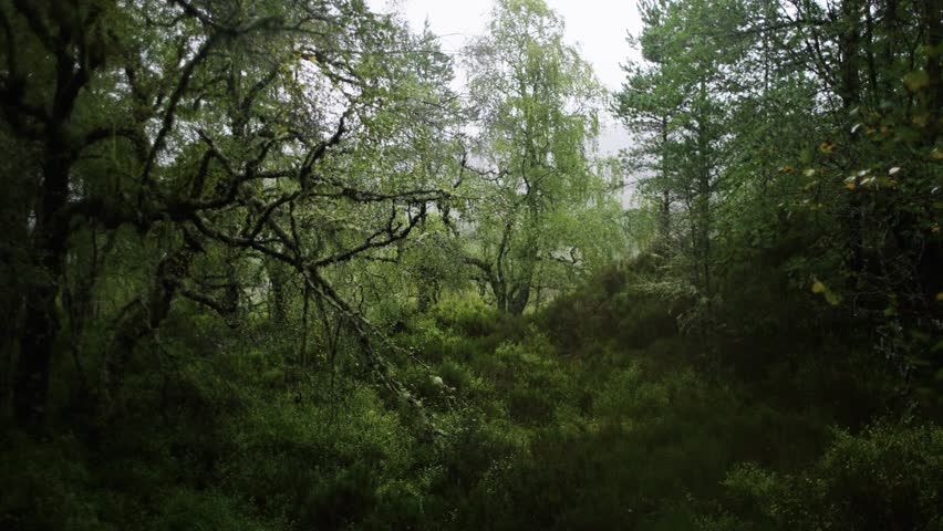 Old growth pine forest, in the scottish highlands. Slowly zooming out shot