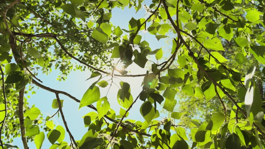 Woman hand reaches up to sun against green foliage of tree. Female hand palm arm of woman traveler against of sunshine, sunlight, sun glare. Woman dreamily stretches out hand to afternoon sun, praying