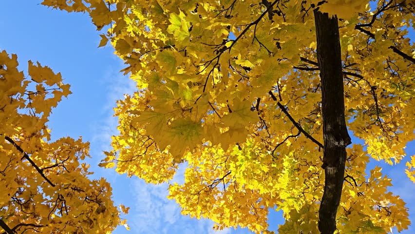 
A maple tree with yellow leaves spins against a blue sky