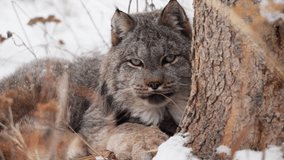Canadian Lynx In The Forest During Winter In Yukon, Canada - Close Up - Powered by Shutterstock - Get 15% off with code: PIKWIZARD15