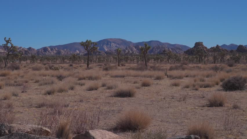 Backlight sunflare Yucca Tree high noon sun vibrant blue sky Joshua Tree National Park California San Bernardino County Mojave Colorado Desert 49 Palms autumn winter rugged rocky landscape static shot