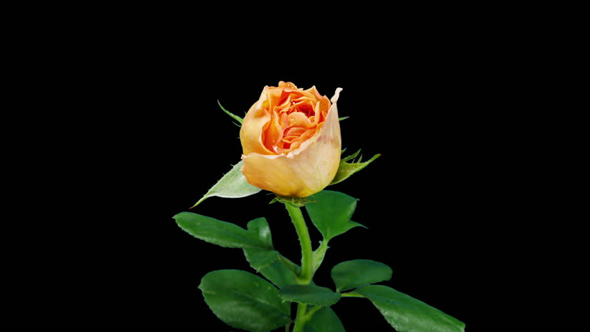 Tender Cream Rose Blooming in Time Lapse. Pink Flower Moving Petals in Fast Motion on a Black Background and Wilting to Dry Plant