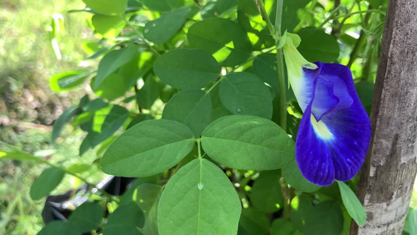 Clitoria ternatea, commonly known as Asian pigeonwings, bluebellvine, blue pea, butterfly pea, cordofan pea or Darwin pea, is a plant species , endemic and native to the Indonesian island of Ternate.