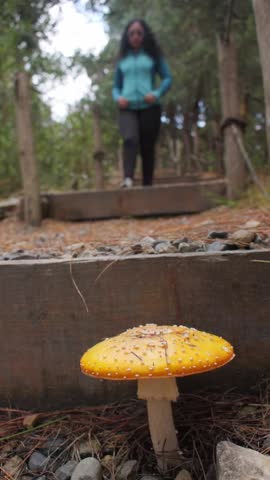 Vertical video of yellow fly agaric mushroom close to mountain path, woman going down path steps, low angle view 