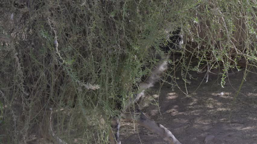 This video shows a painted wild dogs itching itself on brush in an African environment.