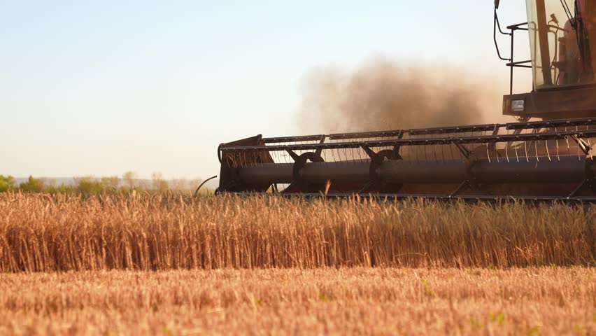 Agricultural business. Harvester mower mechanism cuts wheat spikelets. Agricultural work harvesting, wheat grain. Harvester moves in field and mows ripe wheat. Large harvester harvests grain, sun day