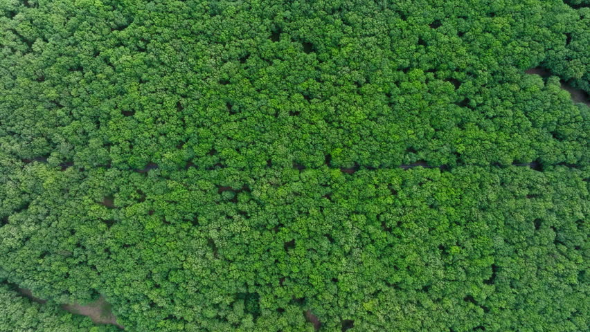 Aerial: Rising top down shot of empty straight forest road with green oak trees in summer