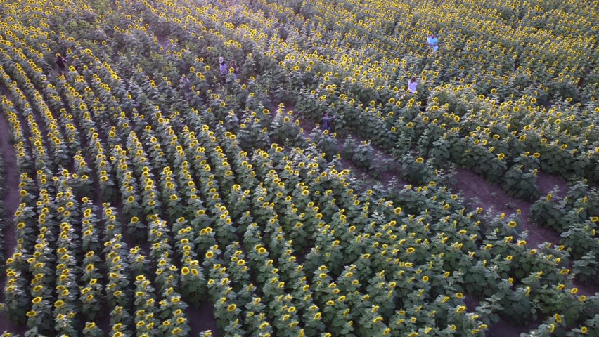 Overhead Aerial Drone View of Kansas Sunflower Field in Summer - The Sunflower State