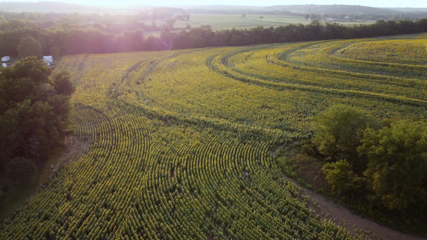 Overhead Aerial Drone View of Kansas Sunflower Field in Summer - The Sunflower State