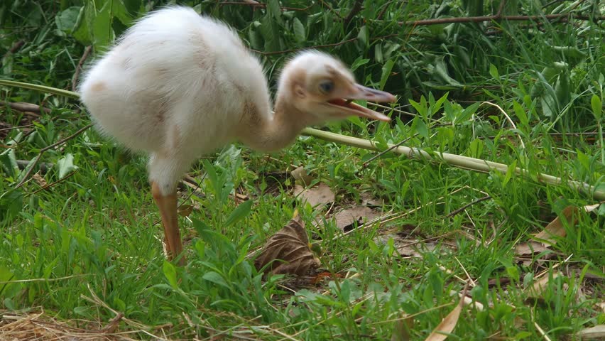 Albino greater rhea chicks, its scientific name 