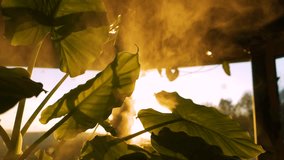 LENS FLARE, CLOSE UP: Lush green leaves with visible vein pattern glowing warmly under golden sunlight in a misty ambiance. Morning sunshine and thriving elephant ear plant in an interior jungle. - Powered by Shutterstock - Get 15% off with code: PIKWIZARD15