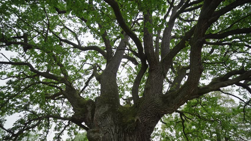 A large tree stands in a field of grass. The tree is bare of leaves, but it is still a beautiful sight. Concept of peace and tranquility, as the tree stands tall and proud in the open field
