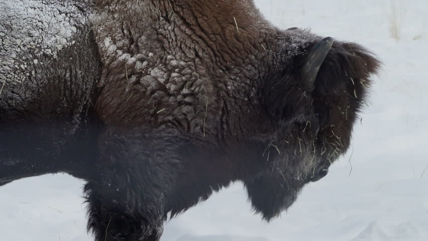 Head Of A Bison Side View, Winter Season In Whitehorse, Yukon, Canada - Close Up