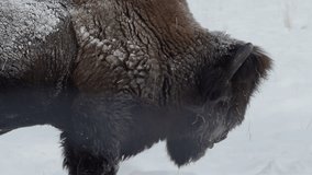 Head Of A Bison Side View, Winter Season In Whitehorse, Yukon, Canada - Close Up - Powered by Shutterstock - Get 15% off with code: PIKWIZARD15