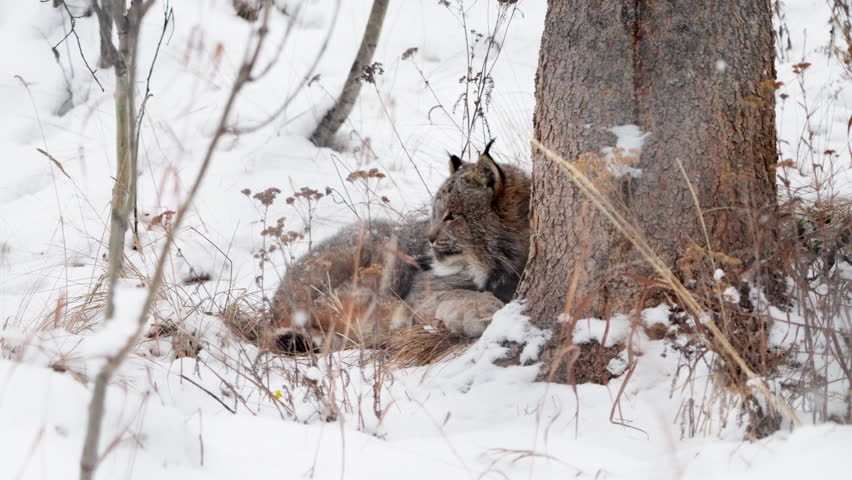 A Canadian Lynx Resting In The Forest During Winter Season In Yukon, Canada - Slow Motion