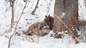 A Canadian Lynx Resting In The Forest During Winter Season In Yukon, Canada - Slow Motion - Powered by Shutterstock - Get 15% off with code: PIKWIZARD15