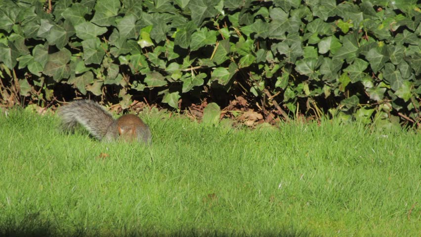 Small Quick Grey Squirrel Sniffing Searching Digging For Food In Grass Garden Sunny Daytime UK England Hertfordshire Borehamwood