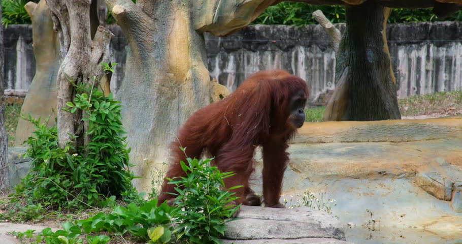 Orangutans, great apes, tropical forests tropical zoo habitat. Peaceful orangutan mother face and eye isolated captive orangutan Borneo species. Conservation orangutan in Indonesia wilderness habitat.