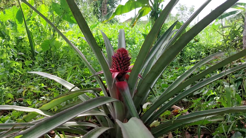 The young pineapple fruit gives a very beautiful color, red with small purple flowers on the fruit.