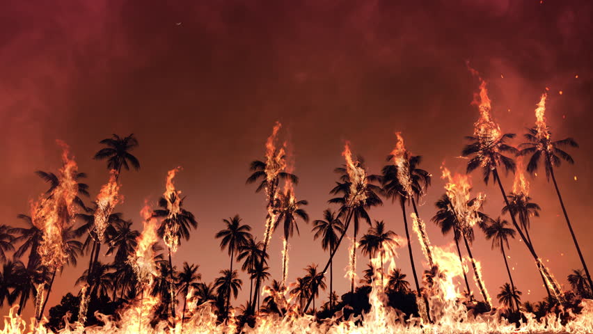 Wildfires engulf Los Angeles palm trees in 2025 as flames rage across the landscape