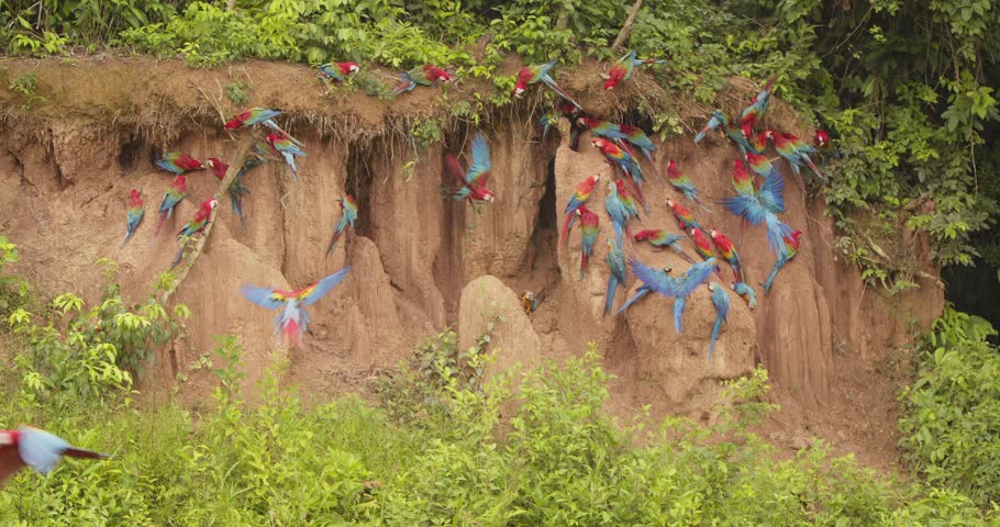 Flocks of scarlet macaws with Blue-yellow macaws congregating on the chuncho clay lick for their share of nutrients