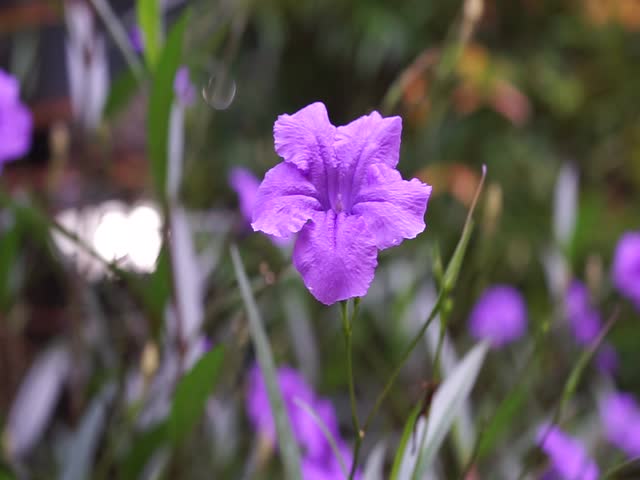 Close-up of a vibrant purple Ruellia simplex flower in natural garden setting