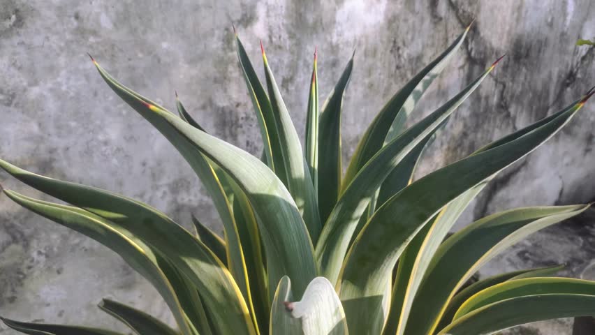 An Agave americana plant in the garden.