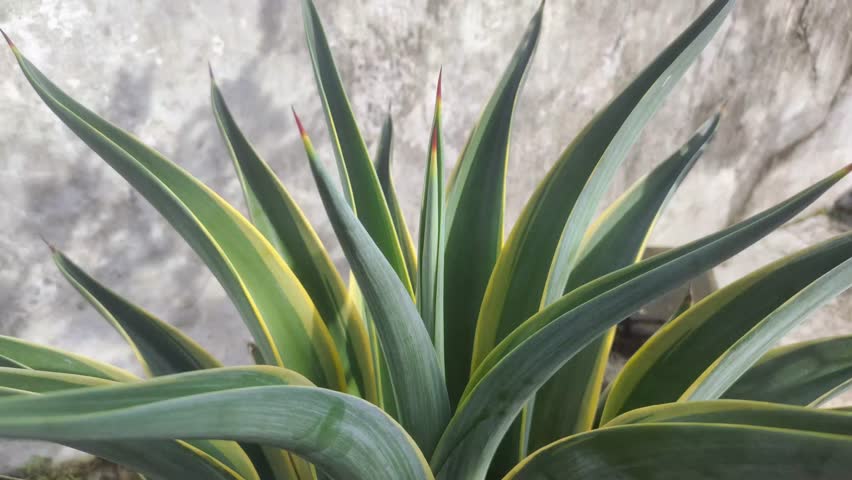 An Agave americana plant in the garden.