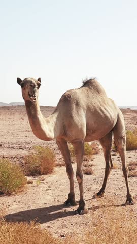 Vertical wild dromedary camel staying and chewing alhagi in the desert near with the asphalt road