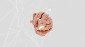 3D human brain with glowing neural activity above abstract wireframe network. Futuristic concept of artificial intelligence and neuroscience on a white background - Powered by Shutterstock - Get 15% off with code: PIKWIZARD15