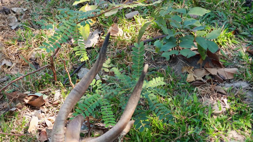 Nyala antelope calmly grazing in natural habitat