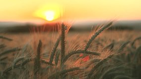 Barley field at sunset, the warm colors of the golden hour seen among the barley ears, cereal farming - Powered by Shutterstock - Get 15% off with code: PIKWIZARD15