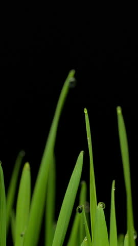 Growing seeds rising from soil vertical time lapse video.