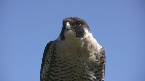Close up of Peregrine Falcon Blue background