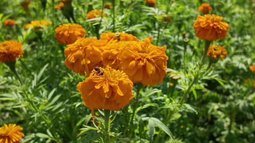 Explore the vibrant cempasúchil flowers during Day of the Dead celebrations in Mexico