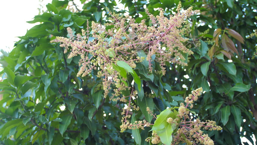The blooming mango flower before fruit. Fresh and natural high vitamin mango bouquet